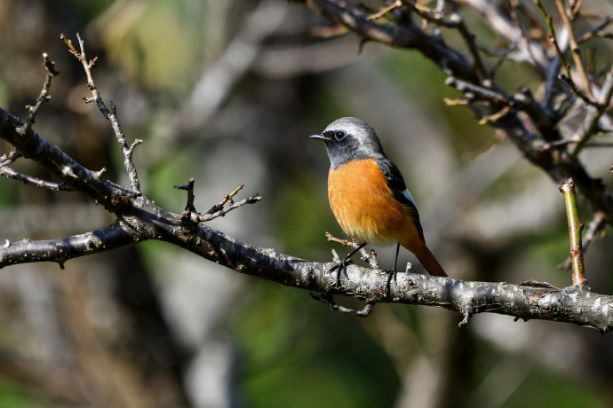 Vogelexkursion Feldis