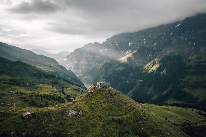 Chirchlikopf (ctd_63ec1900-d1a0-4dc4-b11b-b9c650e03f51_image)