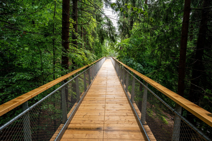 Treetop Walk Ticket (exp_5021abf)