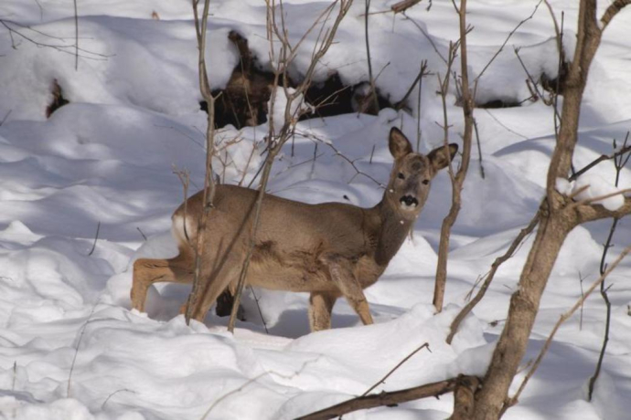 Expérience de la faune sauvage en raquettes à neige au Flumserberg (exp_550c779)