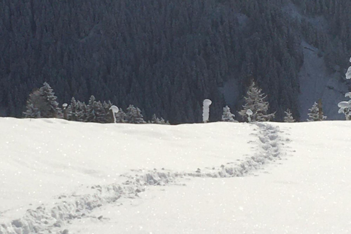 Escursione privata con racchette da neve a Lenzerheide (exp_71bf67b)