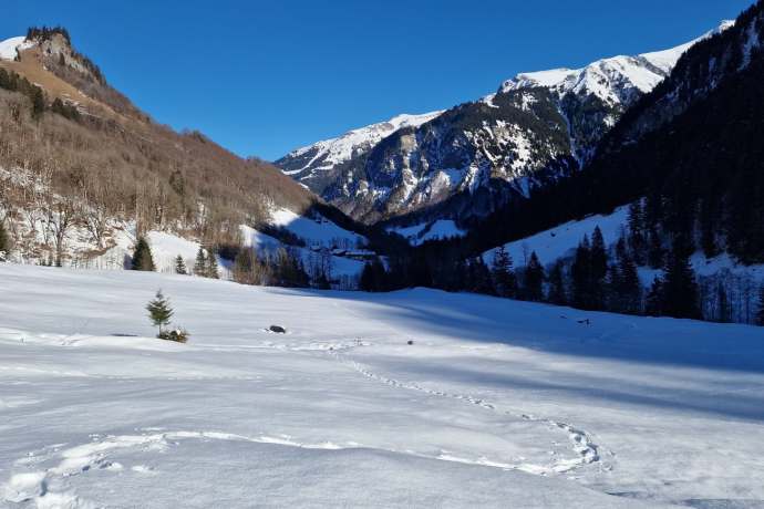 Winterliches Naturerlebnis im Weisstannental (exp_79ff39d)