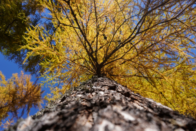 Waldbaden – Shinrin Yoku (gdl_810858673_image)