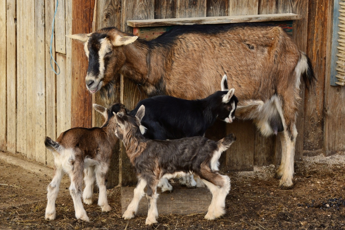 Stallbesuch auf dem Hof Madris in Avers-Madris (gdl_834606253_image)