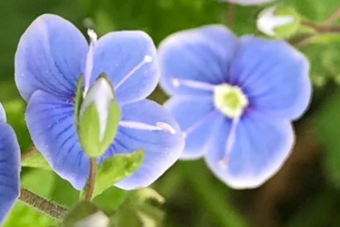 Spring herb and medicinal plants for medicine cabinet and kitchen (gdl_852642322_image)