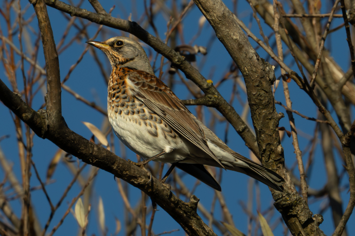 Bird Excursion (gdl_858404520_image)
