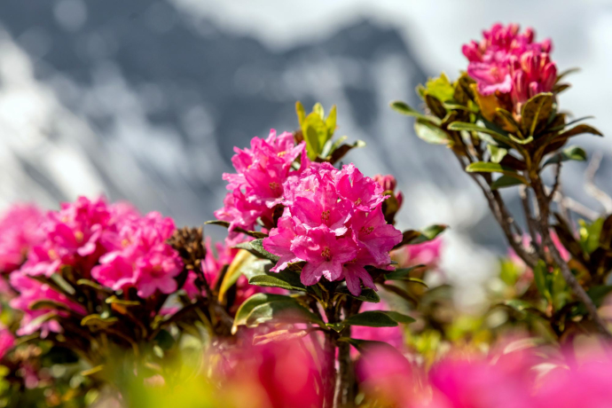 ArosaAkademie «Bergblumenfotografie» (gdl_895064397_image)
