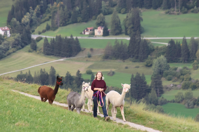 Alpaka Spaziergang in Parsonz (gdl_897657818_image)