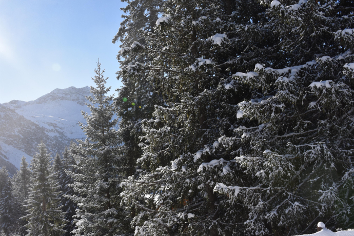 ArosaAkademie «Der Wald im Winter» (gdl_898649542_image)