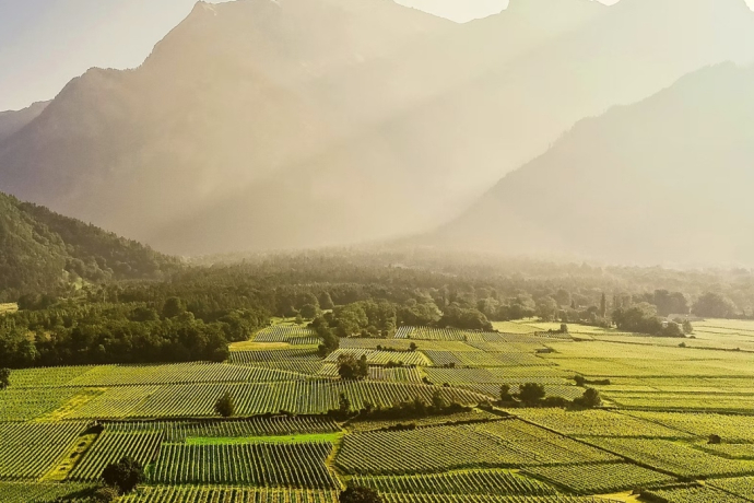 Weinfest Maienfeld (gdl_899133086_image)