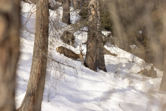 Wild animals in winter (gdl_900188664_image)