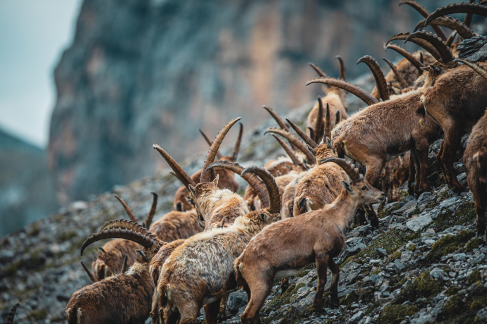 ArosaAkademie «König der Alpen» (gdl_900264724_image)