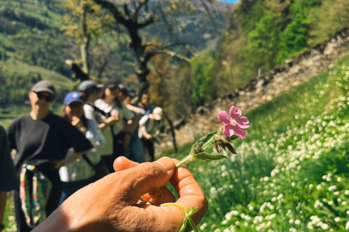 Yoga & Wildkräuter im Valposchiavo (gdl_900414981_image)