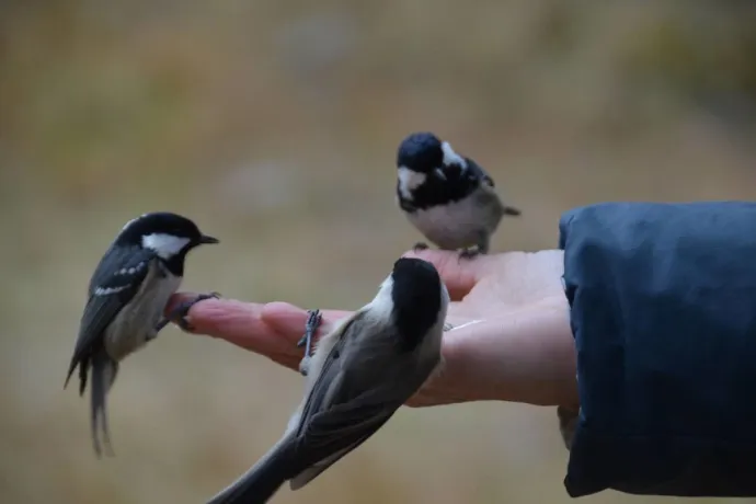 Vogelkunde in Pontresina: Wer frisst aus meiner Hand? (gdl_902409945_image)