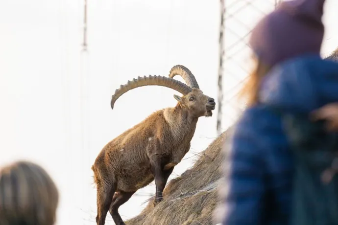 Capricorn Guided Tour Spring Pontresina (gdl_903058172_image)