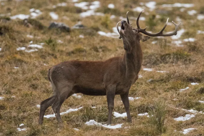 Wildtierbeobachtungen (gdl_905363318_image)