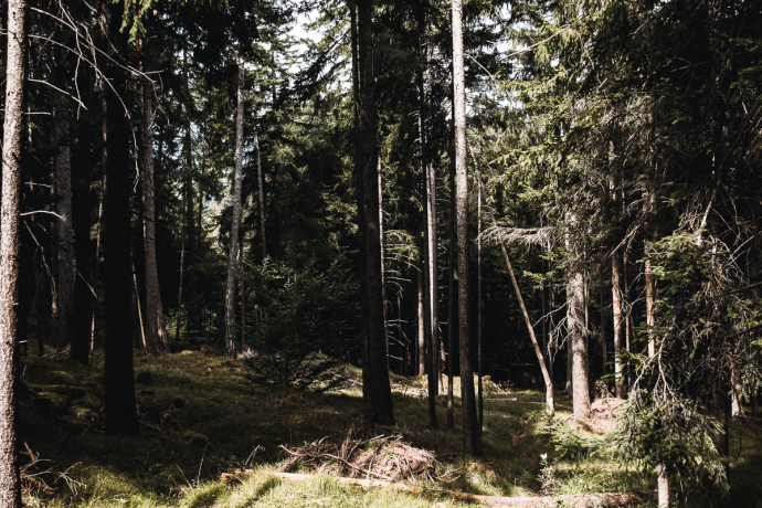 Maschänser Scalära Trail