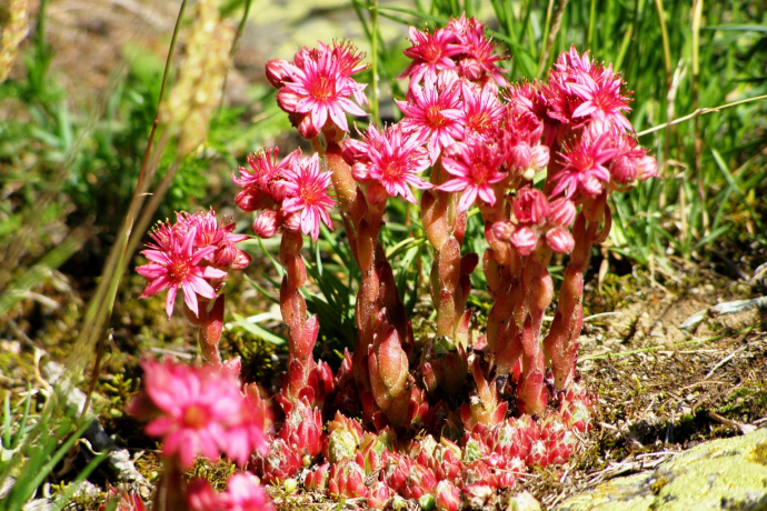 «spinnwebige Hauswurz» bei Ertaset