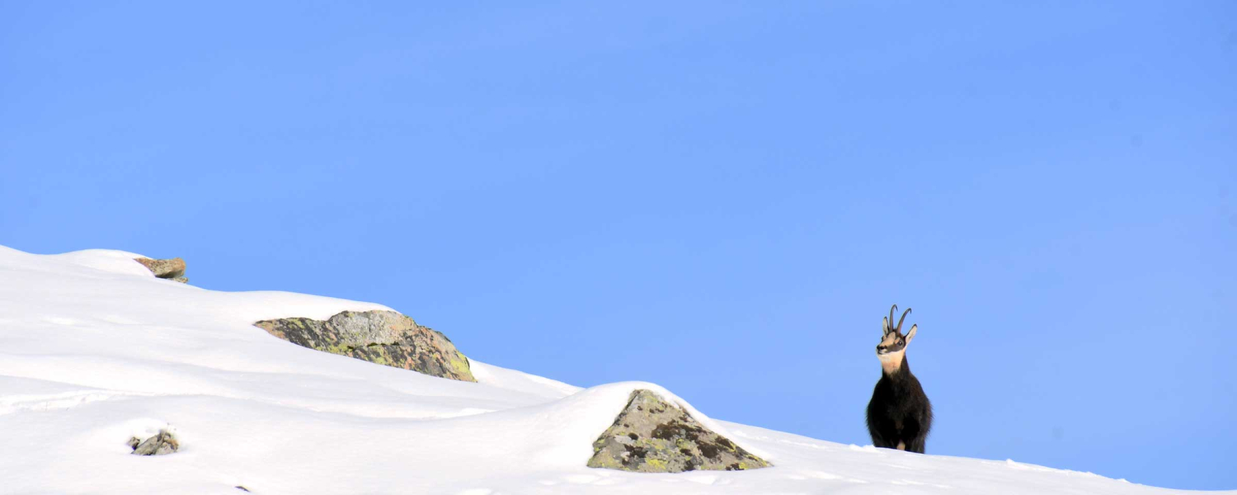 Gämse im Winter (Foto: shutterstock.com / Silvio Bongianino)