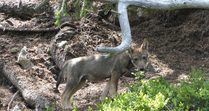 Foto: Amt für Jagd und Fischerei Graubünden Junger Wolf in Graubünden