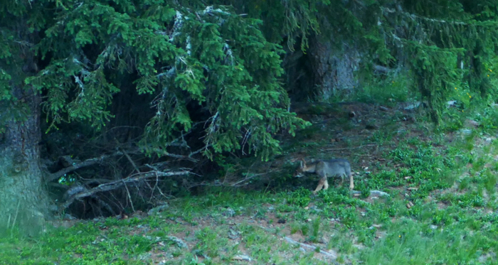 Foto: Amt für Jagd und Fischerei Graubünden Junger Wolf in Graubünden