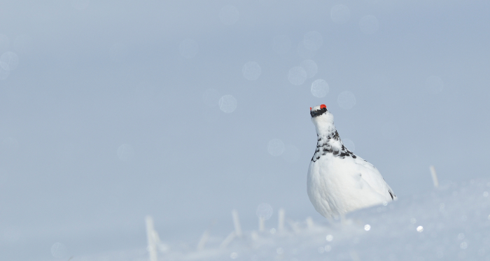 Schneehuhn (Foto: © natur-freizeit.ch) Schneehuhn