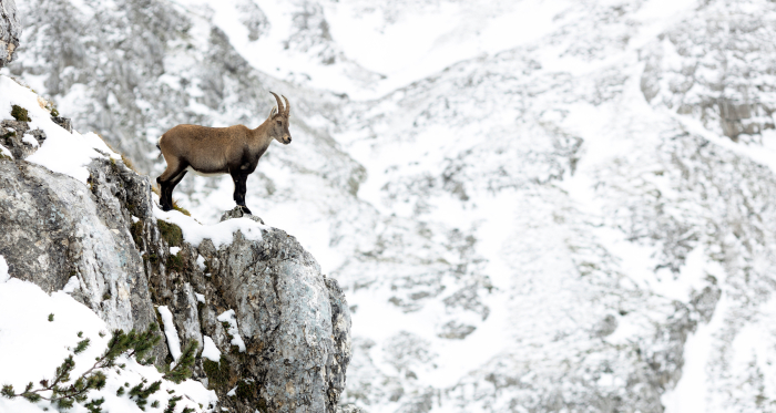 Steingeiss (Foto: © natur-freizeit.ch) Steingeiss