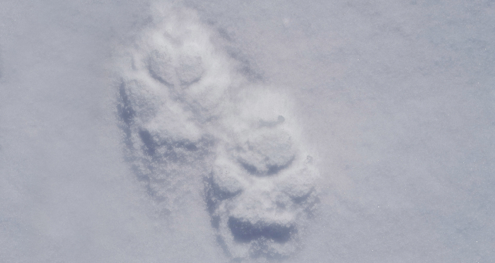 Wolfsspur in Graubünden