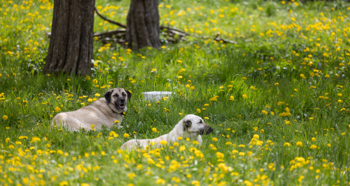 Herdenschutzhunde Kangal (Foto: © Carolin Jörger / Agrischa) Zwei Herdenschutzhunde Kangal