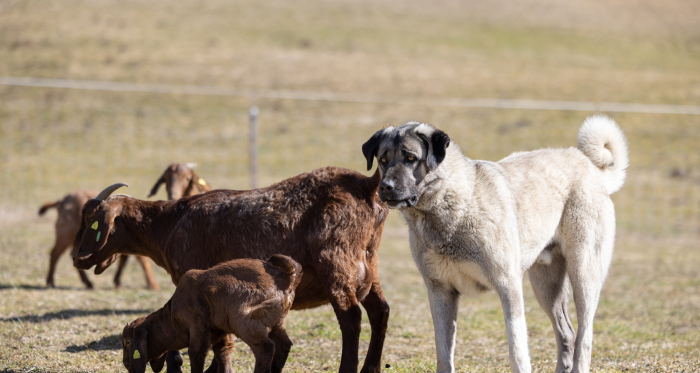 Kangal-Hirtenhund (Foto: © Carolin Jörger / Agrischa) Ein Kangal-Hirtenhund neben zwei Ziegen