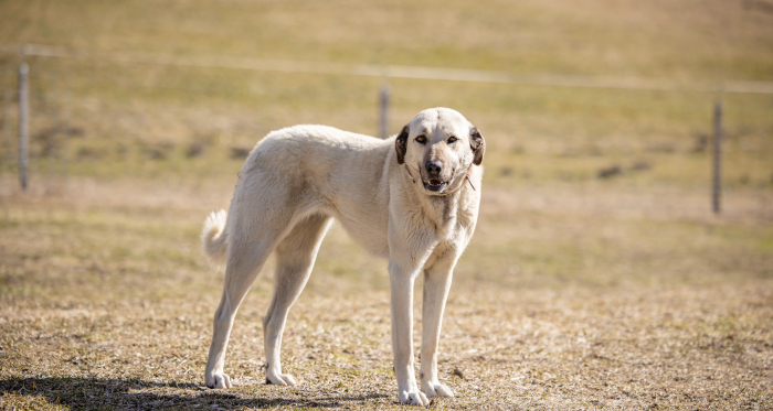 Herdenschutzhund Kangal (Foto: © Carolin Jörger / Agrischa) Herdenschutzhund Kangal