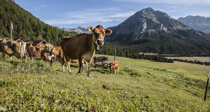 Kühe sind soziale Tiere und leben gerne im Herdenverbund (Foto: © Graubünden Ferien / Andrea Badrutt) Eine Kuhherde bei der Alp Buffalora