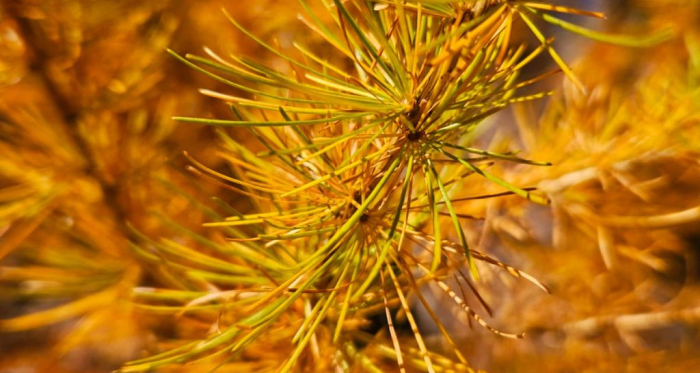 Wenn sich der Herbst gold färbt – stimmungsvolle Momente am Wegrand Nahaufnahme goldener Lärchennadeln im Herbstlicht