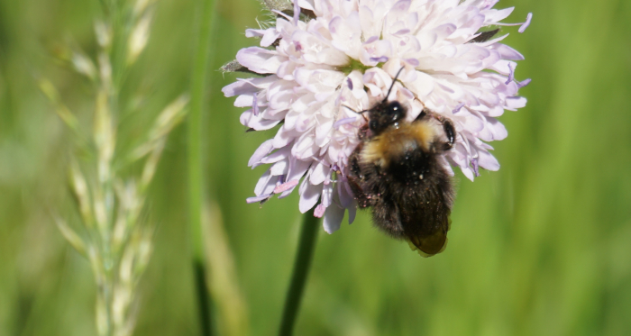 Hummel sammelt Nektar auf violetter Blüte im Sommer