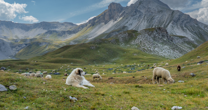 Ein Herdenschutzhund liegt bei einer Schafherde auf einer Alpweide im Val Müstair