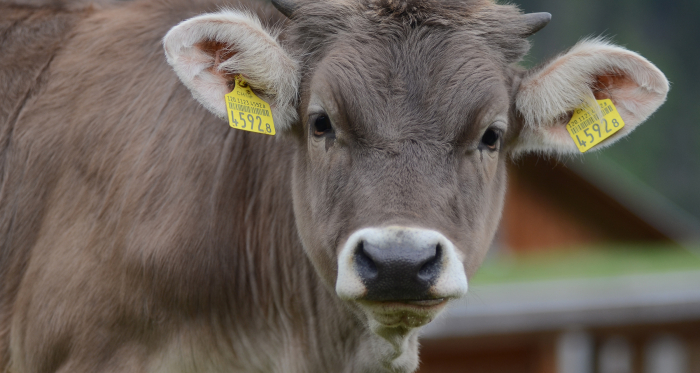 Jungtiere sind besonders neugierig (Foto: © Graubünden Ferien) Ein junges Kalb mit kurzen Hörnern