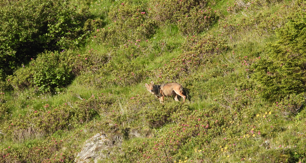 Foto: Amt für Jagd und Fischerei Graubünden Wolf in Graubünden