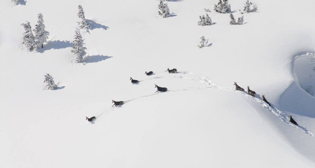 Gämsen (Foto: © natur-freizeit.ch) Gämsen
