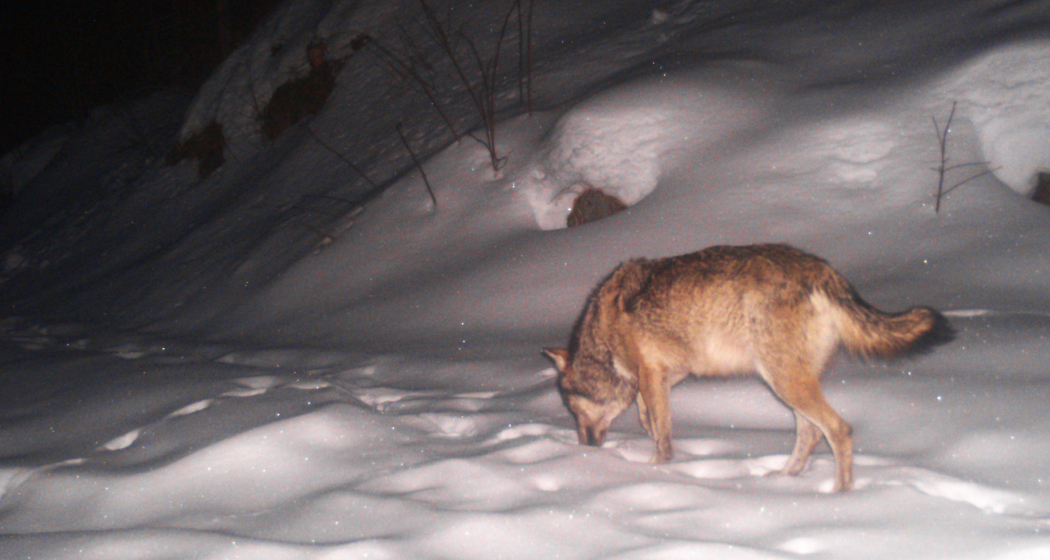 Wolf in Graubünden