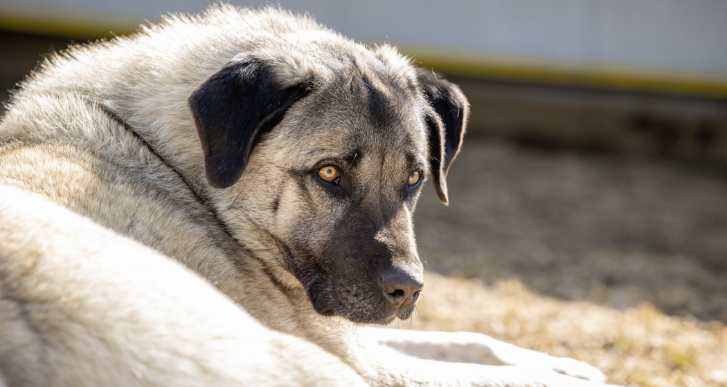 Herdenschutzhund Kangal (Foto: © Carolin Jörger / Agrischa) Herdenschutzhund Kangal