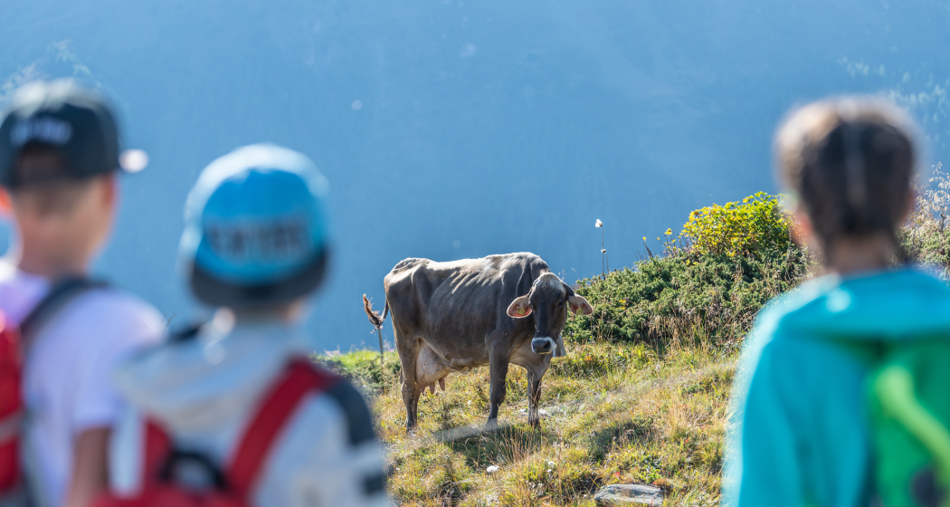 Wichtige Regel bei einer Begegnung mit Mutterkühen: Distanz halten (Foto: © Tourismus Savognin Bivio Albula AG / Mattias Nutt) Drei Kinder beobachten eine Kuh