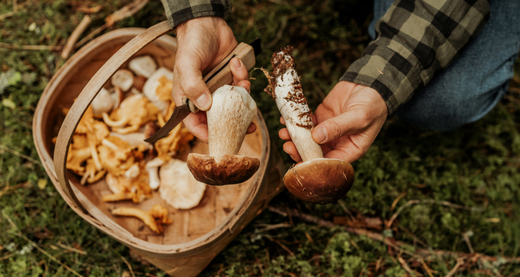 Frisch gesammelte Steinpilze und Pfifferlinge – die perfekten Zutaten für ein Herbstgericht Ein Mann hält über einem Körbchen mit Pfifferlingen zwei Steinpilze in den Händen