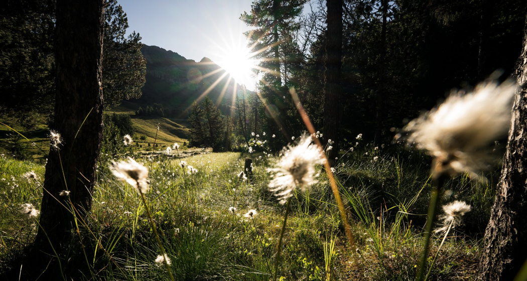 Wollgräser beim Palpuognasee (Foto: © GRF, Marco Hartmann) Wollgräser beim Palpuognasee