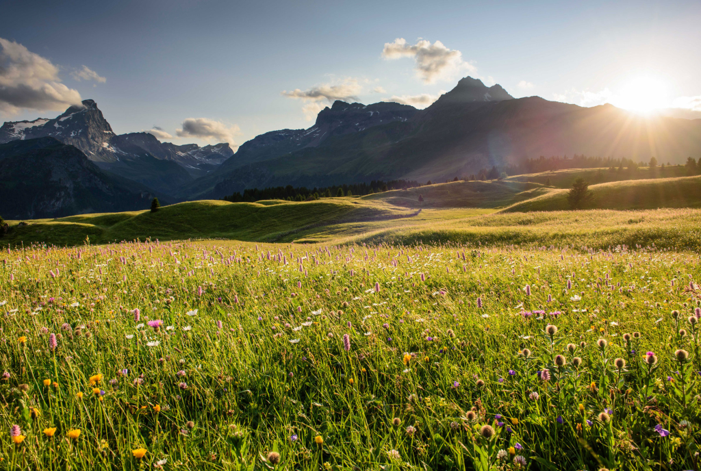 Savognin Alp Flix