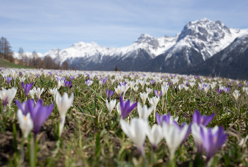 Bergfrühling (Foto: © Dominik Täuber, Scuol)