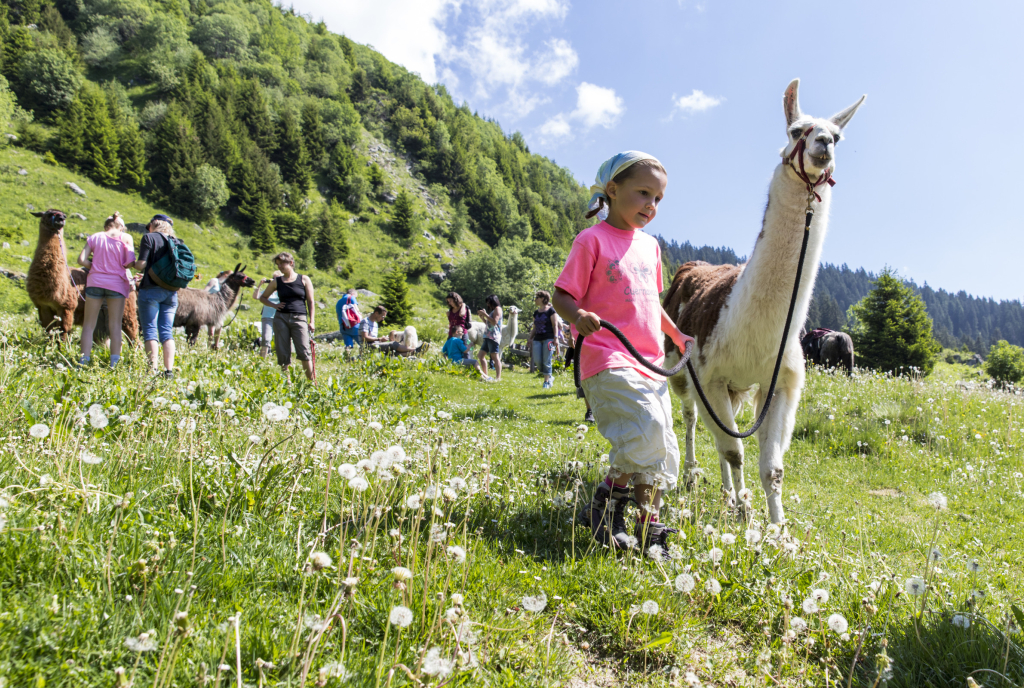 Lamatrekking in der Surselva (Bild: Surselva Tourismus AG)
