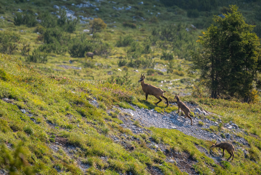 Gämsen (© Mel Weber)