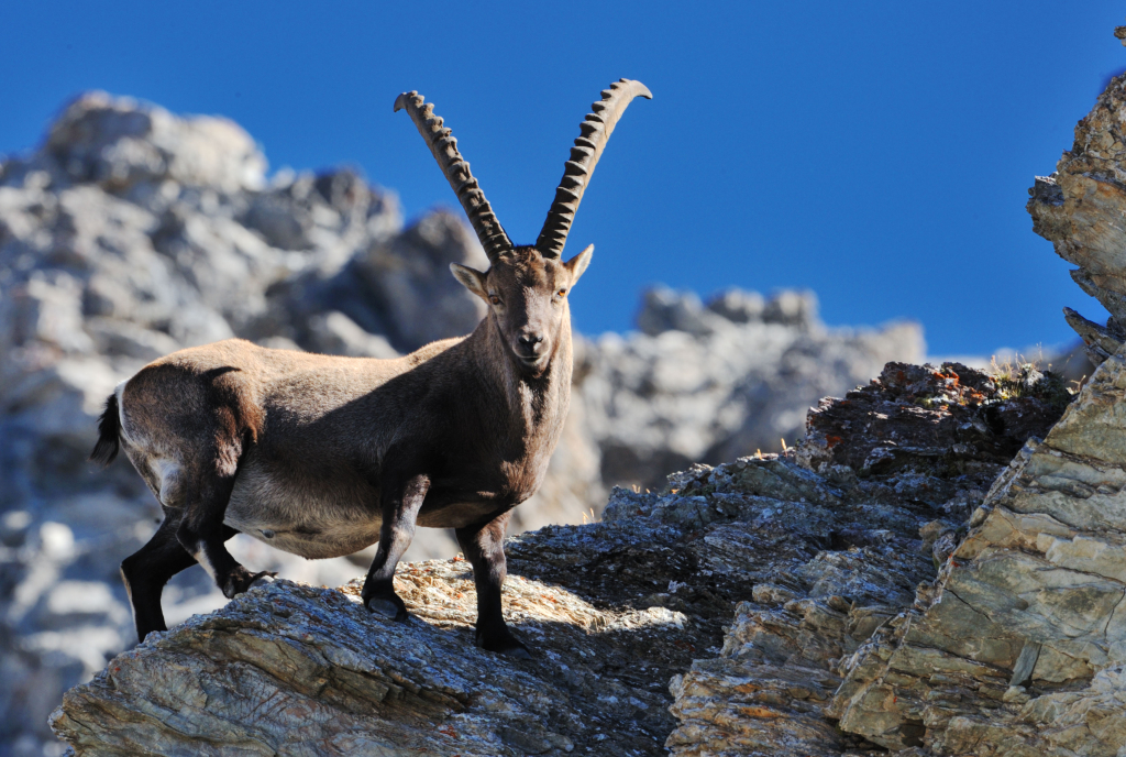 Steinbock