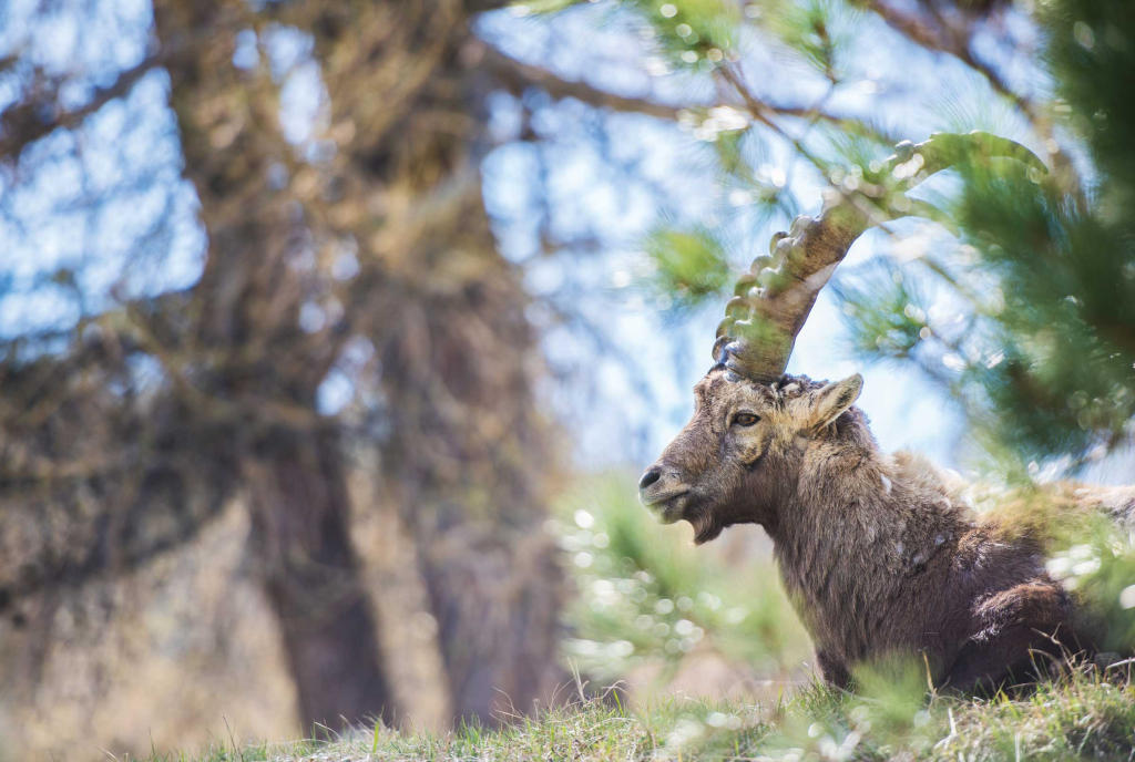 Steinbock in Pontresina (Foto: © Schweiz Tourismus, Mattias Nutt, Quelle: swiss-image.ch)