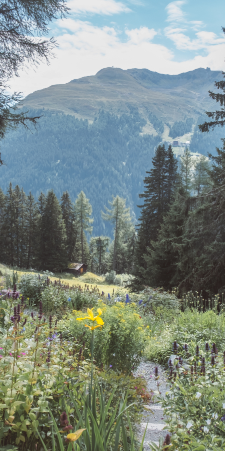 Le jardin botanique Alpinum Schatzalp (Photo: © awwway) Le jardin botanique Alpinum Schatzalp (Photo: © awwway)